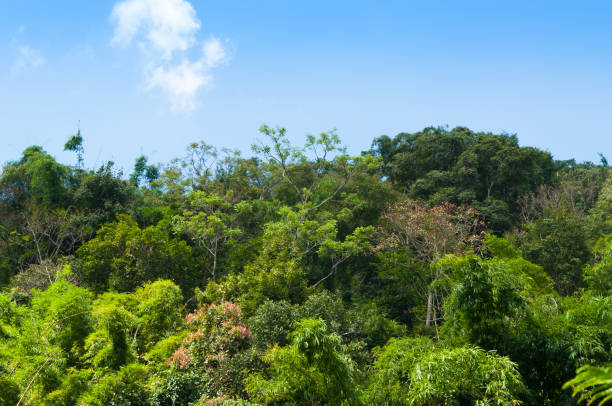 istock Green forest background in a sunny day 1217939345