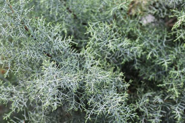 istock Arizona cypress (Cupressus arizonica) 'Blue Ice' 1217941360