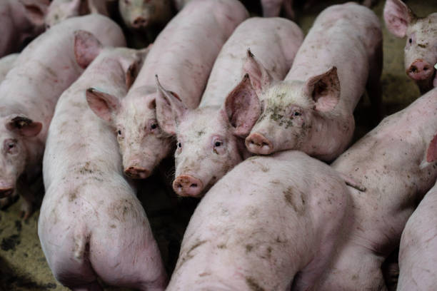 istock Group of pigs in a farm 1217942300