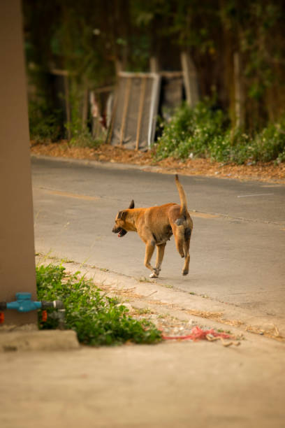 istock Brown , three legged, stray dog stumbling on the road 1217943235