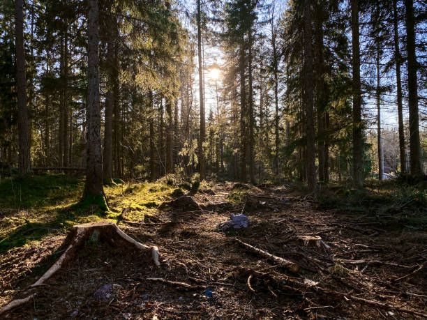 istock Bright sunlight in the beautiful green forest in Sweden 1217943990