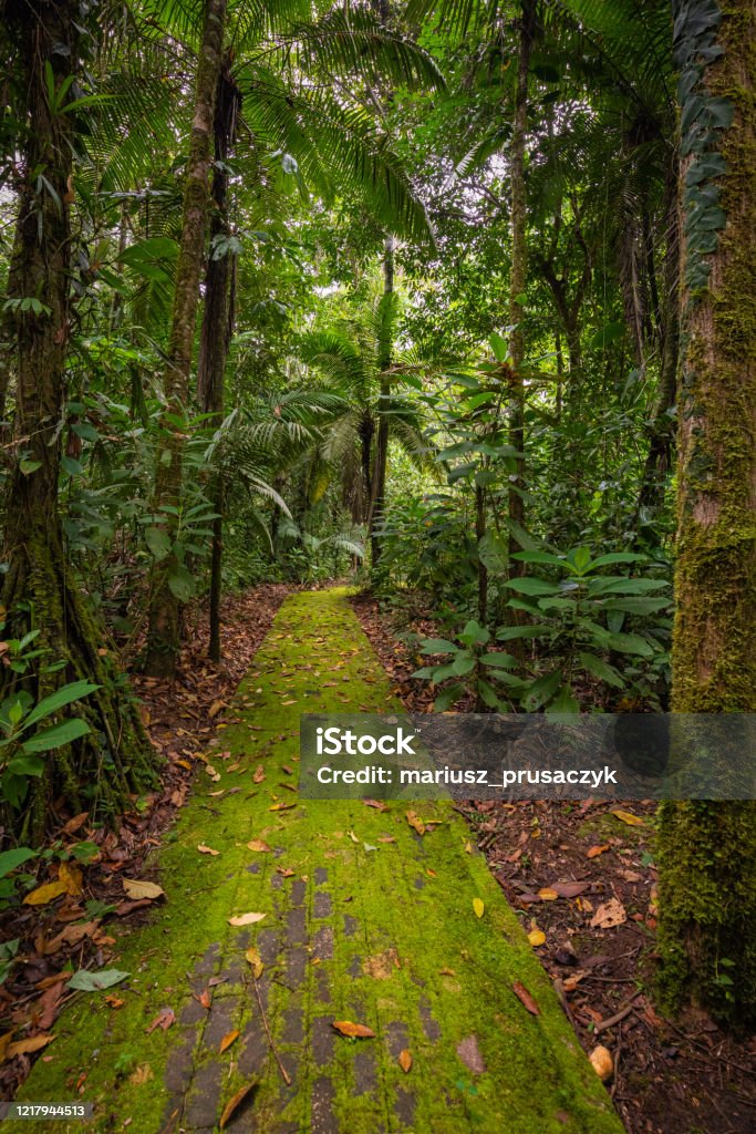 Amazon Rừng Mưa Nhiệt Đới Phong Cảnh Rừng Rậm Vườn Quốc Gia Amazon Yasuni  Ecuador Nam Mỹ Hình ảnh Sẵn có - Tải xuống Hình ảnh Ngay bây giờ - iStock