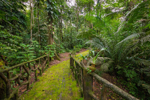 istock Amazon. Tropical Rainforest. Jungle Landscape. Amazon Yasuni National Park, Ecuador. South America. 1217944521