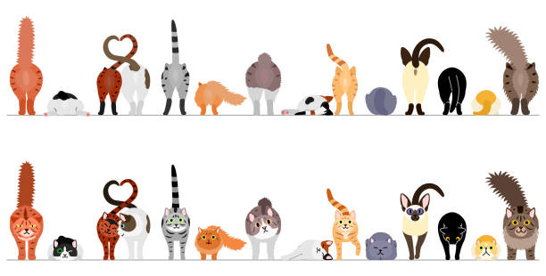 ilustrações de stock, clip art, desenhos animados e ícones de various cute cats border in a row, front view and rear view - maine coon cat