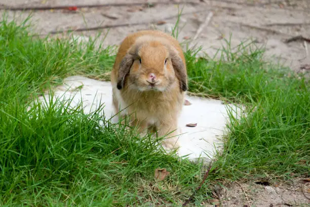 Photo of Rabbits are the most popular and benevolent animal in creating elegance for our yards and pastures. Their long pink ears, powerful hind legs, nose, black buttons and cotton tails make them look cuddly