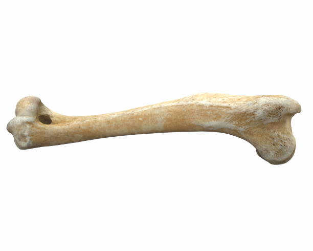 istock 3D render of animal leg bone isolated on white 1217946238