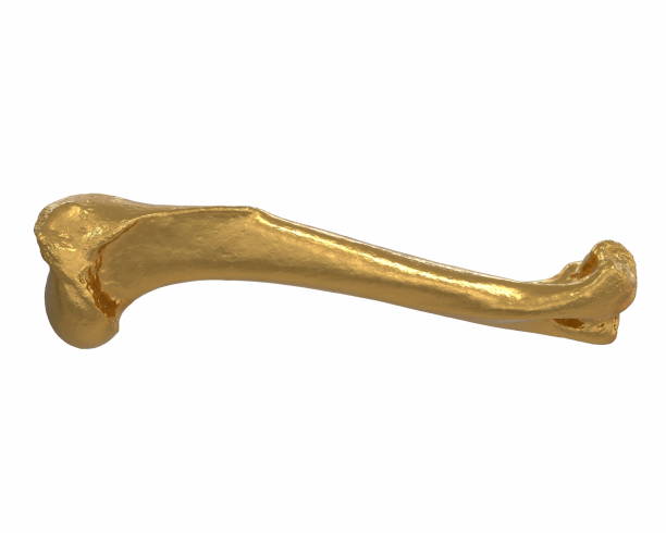 istock 3D render of gold animal leg bone isolated on white 1217946812