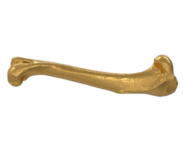 istock 3D render of gold animal leg bone isolated on white 1217946842