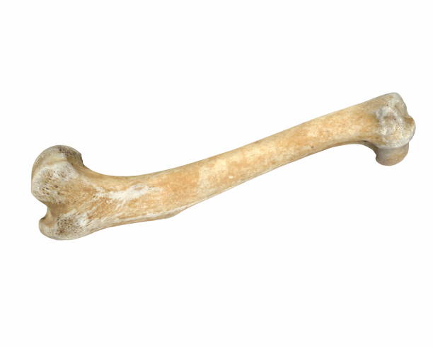 istock 3D render of animal leg bone isolated on white 1217946925