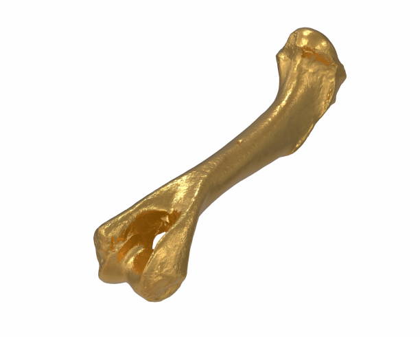 istock 3D render of gold animal leg bone isolated on white 1217946987