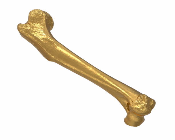 istock 3D render of gold animal leg bone isolated on white 1217947110