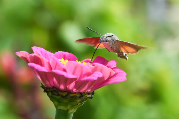Little butterfly Macroglossum stellatarum fly over flower in garden