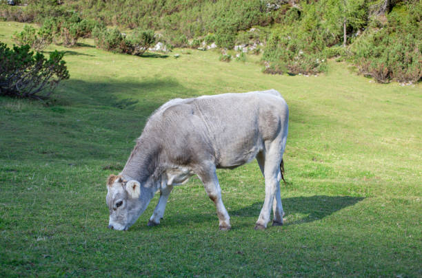 Calf eating grass.
