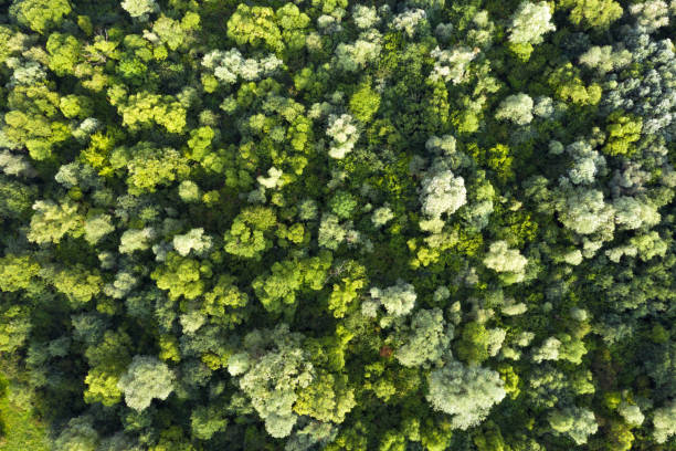 istock Magical summer forest with warm sunbeams 1217948257