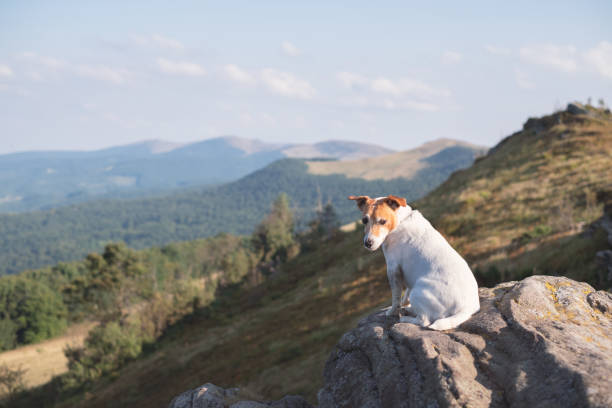 istock Alone white dog sitting on rock 1217948263