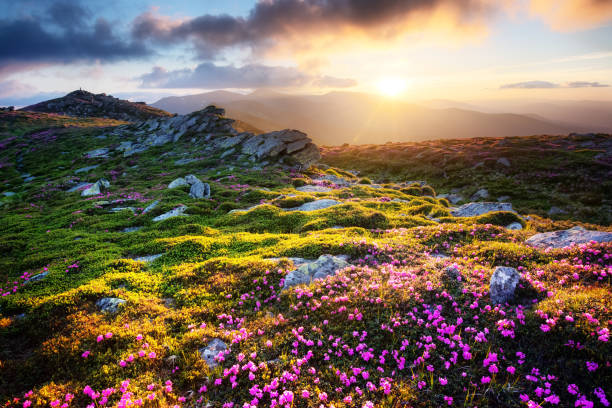 istock Rhododendron blooming in high mountains 1217948301
