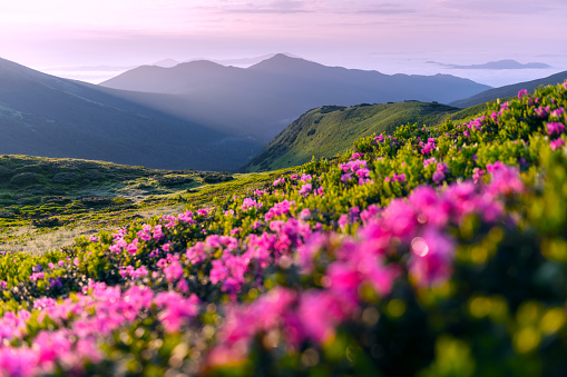 Rhododendron flowers covered mountains meadow in summer time. Pink sunrise light glowing on a foreground. Landscape photography