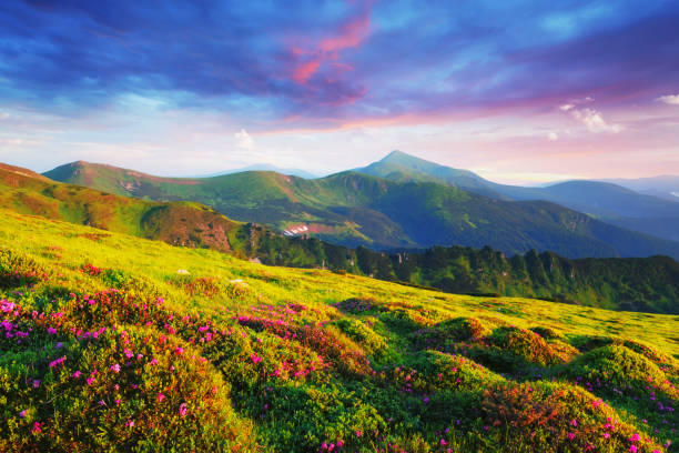 istock Pink rhododendron flowers in mountains 1217948315