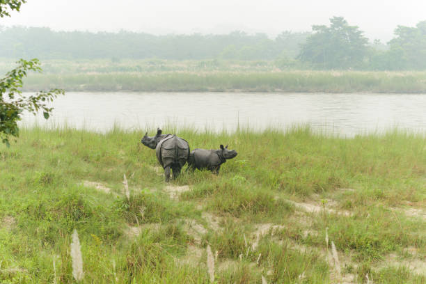 Two one-horned rhinoceroses, a mother and her cub, interrupt their graze as a elephant riding safari party approaches. This endangered species in endemic to Chitwan National Park in Nepal