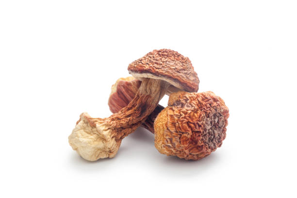 Dried Agaricus blazei mushroom Dried Agaricus blazei mushroom isolated on white background matsutake mushroom stock pictures, royalty-free photos & images