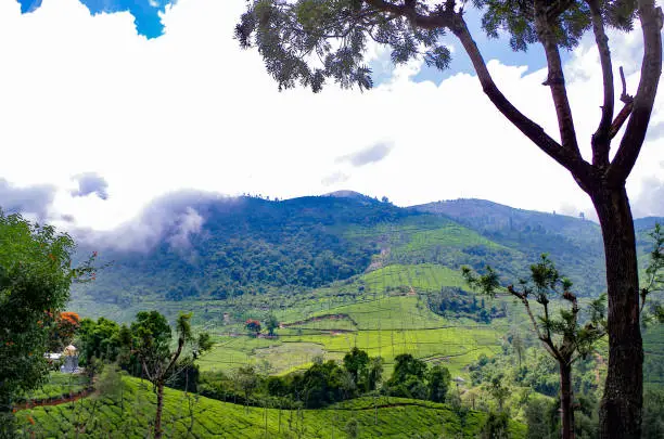 Tea Plantations at Coonoor near famous Hill Station of Ooty in Nilgiris District of Tamil Nadu, India..