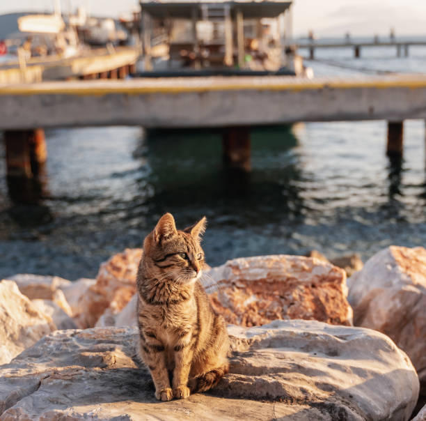 istock Ginger tabby cat sits on stones by the sea in Turkey 1217951801