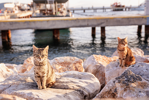 two red tabby cat sits on stones by the sea in Turkey