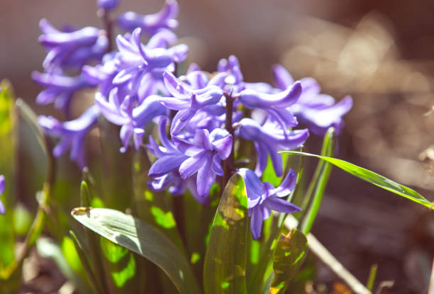 Purple Dutch Hyacinth in blossom