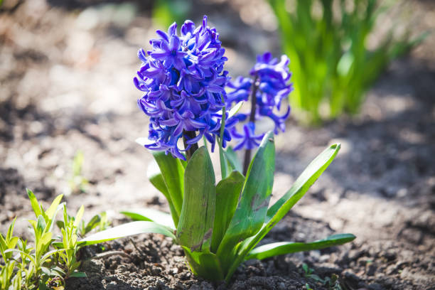 istock Purple Dutch Hyacinth in blossom 1217952032