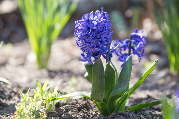 istock Purple Dutch Hyacinth in blossom 1217952060