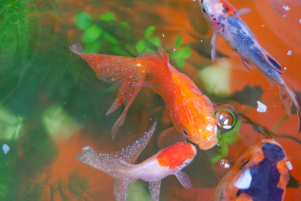 imagen de peces con ich / white spot ick, un parásito común con peces acuario de agua dulce, peces dorados, elegantes cola de abanico y orandas de tapa roja. mancha blanca, conocida como ictthyophthirius multifiliis, se muestra creciendo en las escamas y - white spotted jellyfish fotos fotografías e imágenes de stock