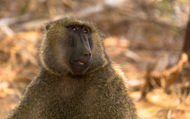 oliven-pavian-porträt in afrika - kruger national park monkey baboon africa stock-fotos und bilder