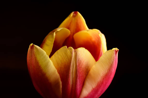 istock Fresh Tulip flower 1217955479