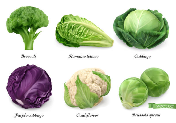 illustrazioni stock, clip art, cartoni animati e icone di tendenza di cavoli e lattuga, verdure a foglia oggetti alimentari realistici . broccoli, lattuga romaina, cavoli verdi e viola, cavolfiore, cavolfiori, cavolfiori di bruxelles. set di icone vettoriali 3d - cavolo broccolo