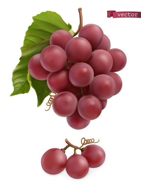 Grapes. Fresh fruit, 3d realistic vector Grapes. Fresh fruit, 3d realistic vector wine and oenology graphic stock illustrations