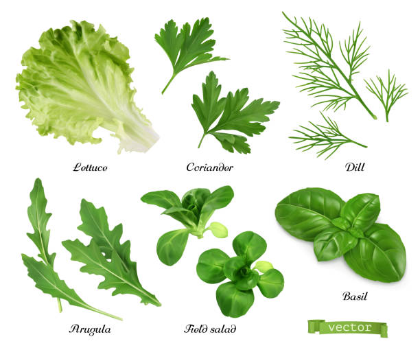 ilustraciones, imágenes clip art, dibujos animados e iconos de stock de verdes y especias conjunto vectorial realista. lechuga, hojas de cilantro, eneldo, rúcula, ensalada de campo, albahaca. ilustración de alimentos - arugula salad plant leaf