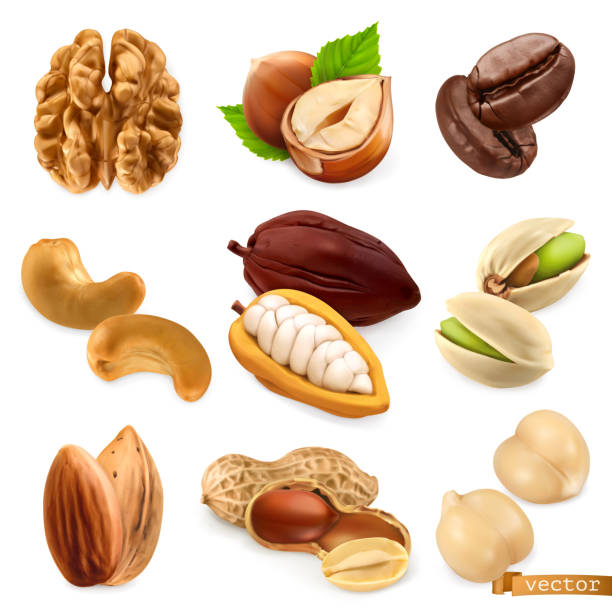 illustrations, cliparts, dessins animés et icônes de noix et haricots. noyer, noisette, café, noix de cajou, cacao, pistache, amande, arachide, pois chiches. ensemble de vecteurs réalistes 3d - walnut nut isolated white background