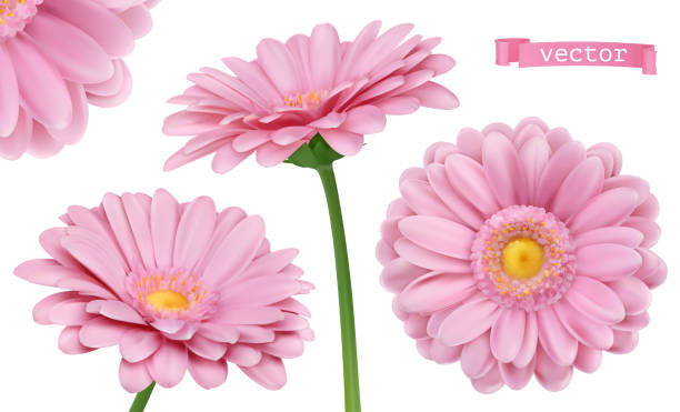 Pink Dahlia. Chamomile flowers 3d vector realistic set Pink Dahlia. Chamomile flowers 3d vector realistic set german chamomile nature plant chamomile plant stock illustrations