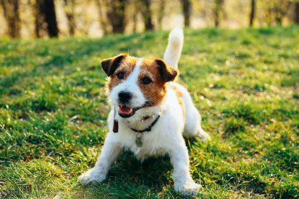 istock Dog sits in the green grass smiling 1217957028