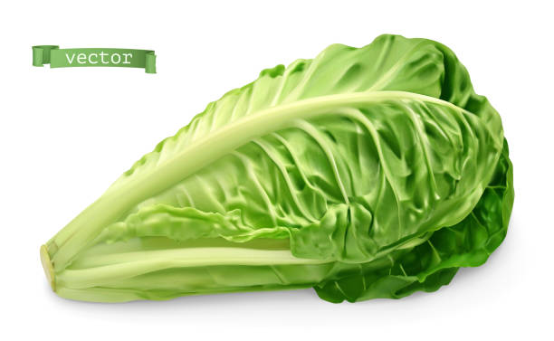 ilustraciones, imágenes clip art, dibujos animados e iconos de stock de romaine, porque la lechuga. ilustración de alimentos realista 3d. objeto vectorial - white background horizontal close up vegetable