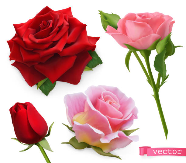 illustrazioni stock, clip art, cartoni animati e icone di tendenza di rose rosse e rosa. insieme vettoriale realistico 3d - rose