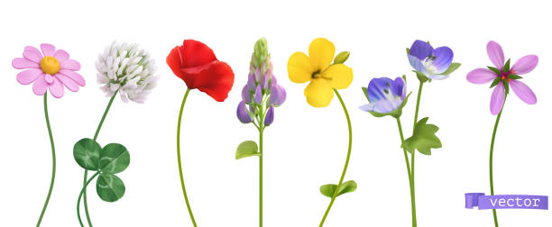 illustrations, cliparts, dessins animés et icônes de wildflowers. ensemble d’icônes vectorielles réalistes 3d - wildflower meadow flower poppy