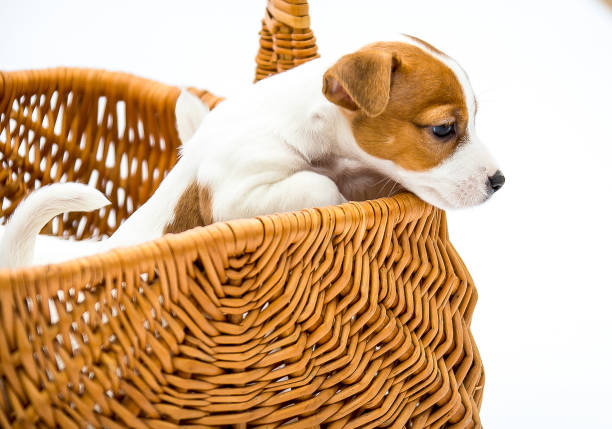 istock Puppies Russell Terrier 1217958495