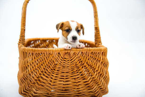 istock Puppies Russell Terrier 1217958522