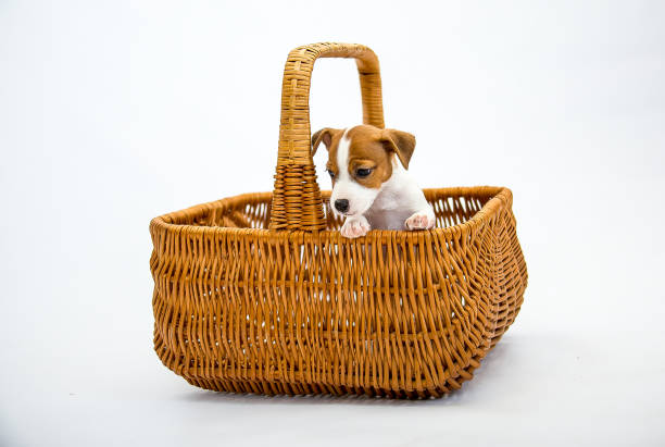 istock Puppies Russell Terrier 1217958578