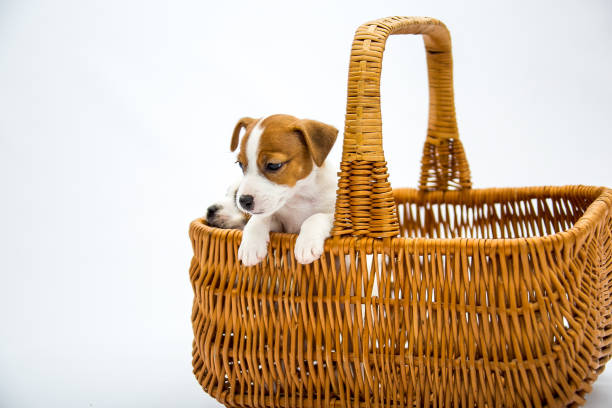 istock Puppies Russell Terrier 1217959053
