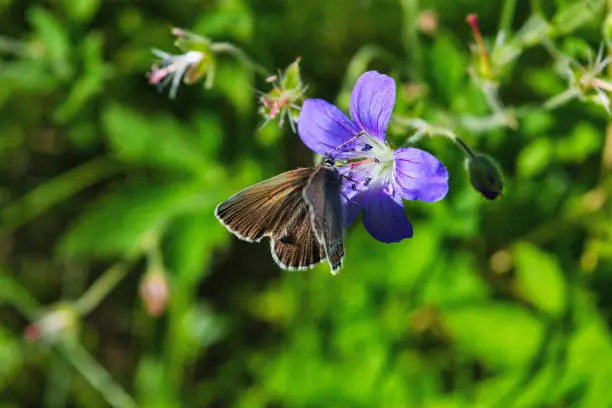 Polyommatus amandus butterfly on a forest geranium flower close-up.