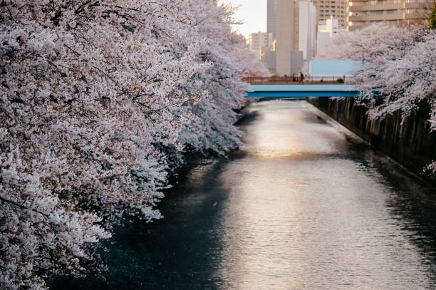istock Cherry Blossom in Tokyo/Meguro river 1217961226