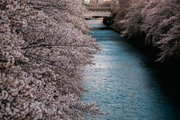 istock Cherry Blossom in Tokyo/Meguro river 1217961261