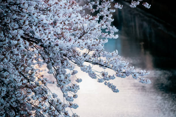 istock Cherry Blossom in Tokyo/Meguro river 1217961271